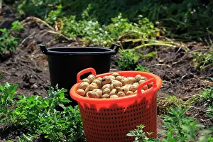 Container: Potato harvest, freshly harvested potatoes in a