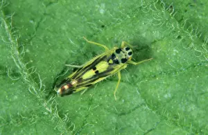 Tuberosum: Potato leafhopper