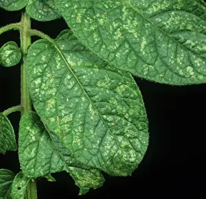 Tuberosum: Potato leafhopper damage
