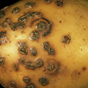 Scab: Potato mop top virus lesions