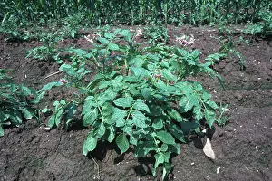 Potatoes: Potato plant