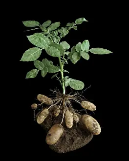 Potatoes: Potato plant