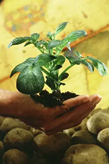 Potatoes: Potato plant