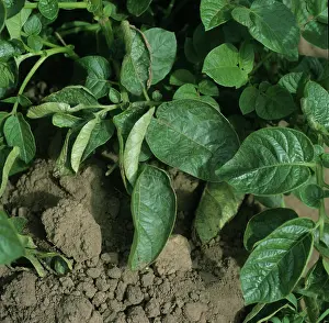 Roll: Potato plant with leaf roll virus