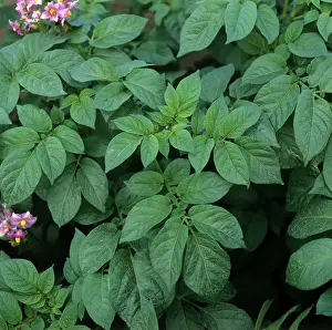 Viral: Potato plant with potato virus X