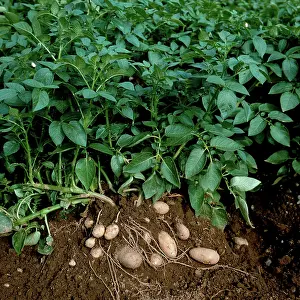 Storage: Potato Plant with Tubers Exposed