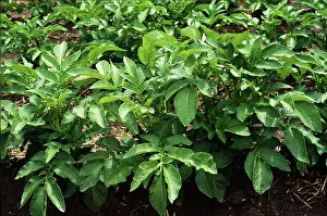 Potatoes: Potato Plants