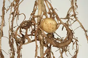 Knot: Potato roots with galls