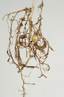 Knot: Potato roots with galls