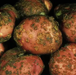 Scab: Potato scab