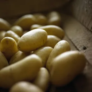 Charlotte: Potato, Solanum tuberosum Charlotte, Studio shot