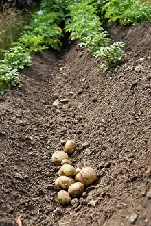 Potato: Potato, Solanum tuberosum, Several freshly dug up