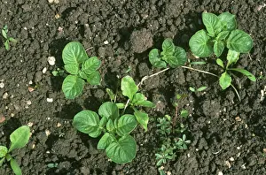 Beet: Potato (Solanum tuberosum), volunteer plants