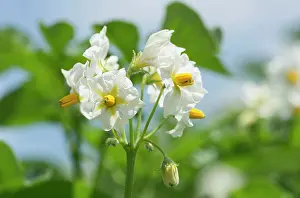 Potato: Potato, Solanum tuberosum, White subject
