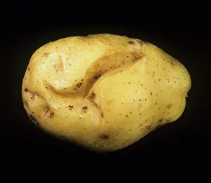 Cracking: Potato tuber spindle viroid damage