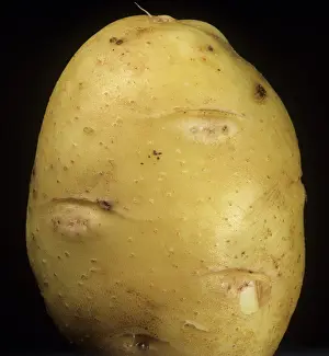 Cracking: Potato tuber spindle viroid damage