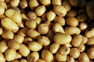 Charlotte: Potato - variety Grenaille d'Charlotte