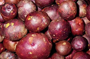 Potatoes: Potato - Viking Purple variety
