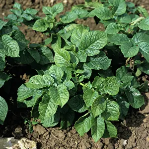 Severe: Potato virus Y