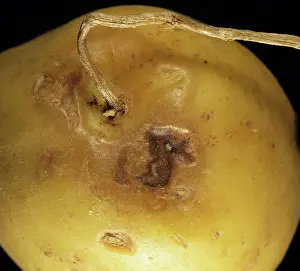 Stolon: Potato Virus Y ntn lesions