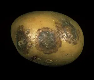 Tuberosum: Potato virus Y(NTN) lesions