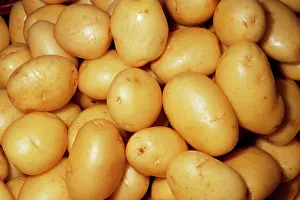 Potatoes: Potato - Yakon Gold variety