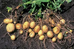 Borders: Potatoes