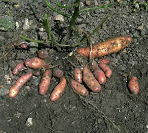 Potatoes: Potatoes