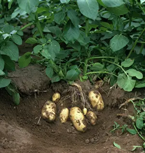 Harvesting: Potatoes