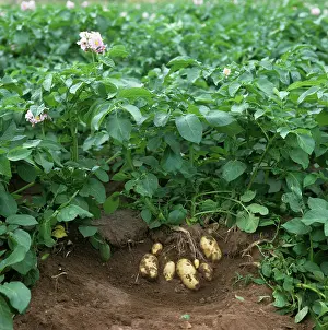 Harvesting: Potatoes