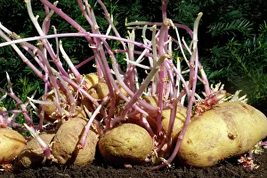Potatos: Potatoes - sprouting / seed potatos - chitting