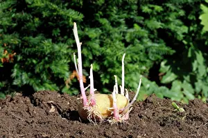 Potatos: Potatoes - sprouting / seed potatos - chitting
