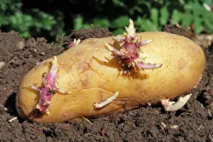 Potatos: Potatoes - sprouting / seed potatos - chitting