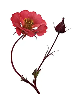 Potentilla: Potentilla