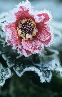 Potentilla: Potentilla