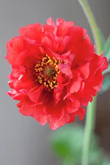 Potentilla: Potentilla, Geum Mrs Bradshaw, Close view of one