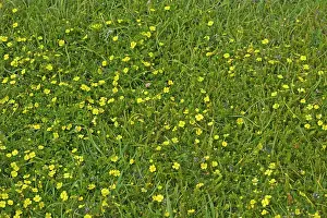 Potentilla: Potentilla - in maritime heathland - (declining