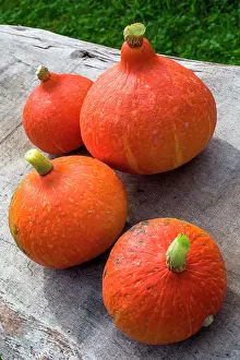 Maxima: Potimarron (Cucurbita maxima), Provence, France