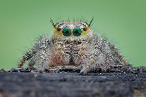 Heavy: Potrait of female jumping spider (Hyllus semicupreus)