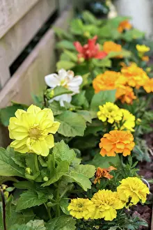 Calais: Potted flowers in bloom in a garden France, Pas