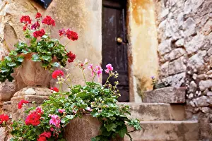 Geranium: Potted flowers line the entryway to home