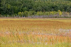 Potter: Potter Marsh
