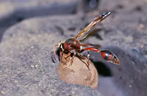 Potter: Potter Wasp - daubing nest in tread of vehicle tyre