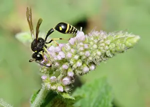 Gather: Potter wasp (Eumenes pomiformis) on flowers Mint