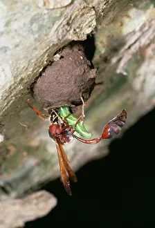 Potter: Potter Wasp - Provisioning nest