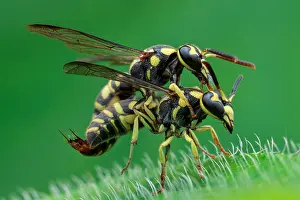 Aculeata: Potter wasp (Stenodyneriellus sp.) mating on green