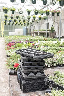 Pots: Potting pots in a greenhouse, spring, Pas de Calais