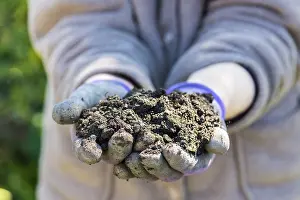 Mould: Potting soil in the hands of a gardener