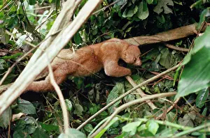 Leone: Potto - in rainforest