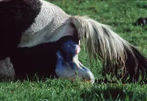 Cycles: POTTOCK HORSE- birth, brood mare foaling, showing membranes